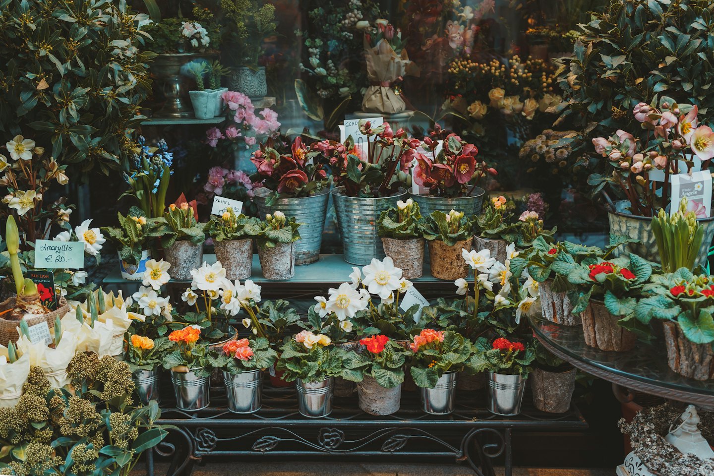 Vetrina di un fioraio con piante in vaso e fiori recisi.
