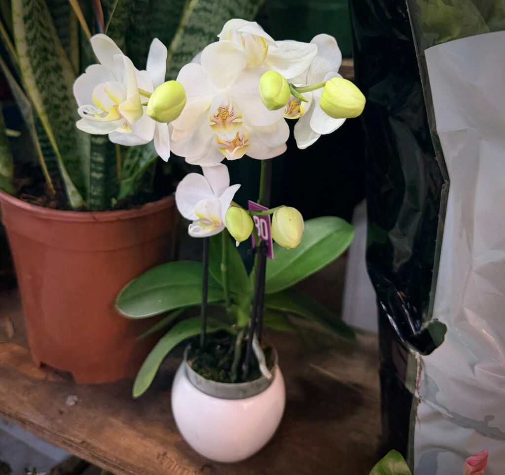 Phalaenopsis Mini