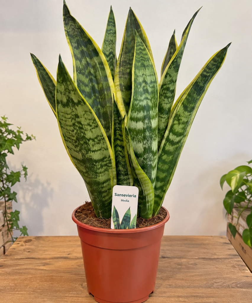 Sansevieria