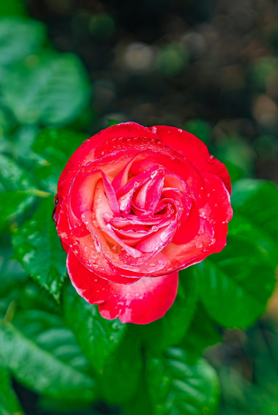 Una rosa rossa e bianca coperta di gocce d'acqua.
